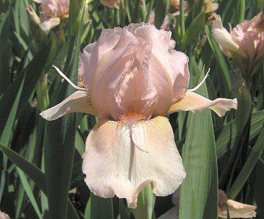 Photo of Intermediate Bearded Iris (Iris 'Flying Solo') uploaded by Misawa77