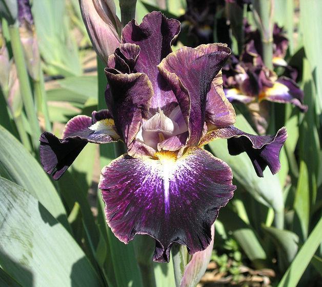 Photo of Intermediate Bearded Iris (Iris 'Micro Burst') uploaded by Misawa77