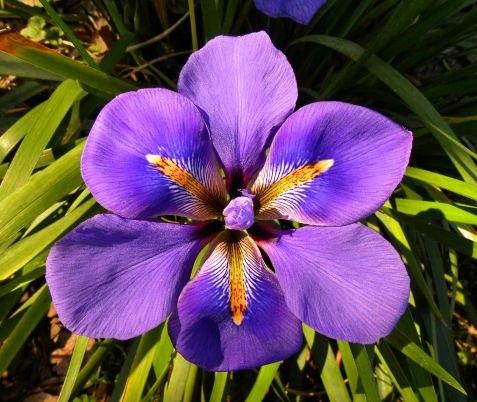 Photo of Species Iris (Iris unguicularis 'Winter Echoes') uploaded by Misawa77