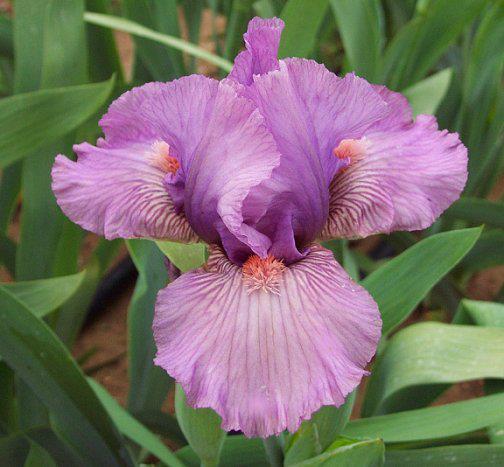Photo of Intermediate Bearded Iris (Iris 'Miss Mauve') uploaded by Misawa77
