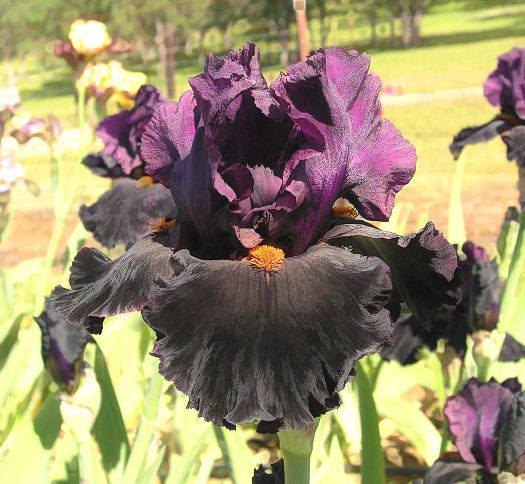 Photo of Tall Bearded Iris (Iris 'Black Magic Woman') uploaded by Misawa77