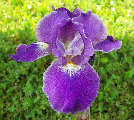 Photo of Intermediate Bearded Iris (Iris 'Precious Joy') uploaded by Misawa77