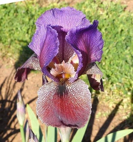 Photo of Arilbred Iris (Iris 'Pharaoh's Host') uploaded by Misawa77