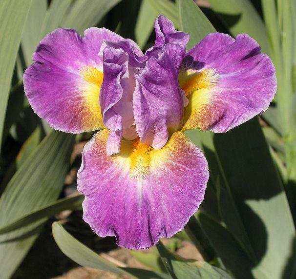 Photo of Intermediate Bearded Iris (Iris 'Backlit Beauty') uploaded by Misawa77