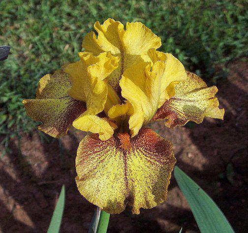 Photo of Intermediate Bearded Iris (Iris 'Sonoran Sands') uploaded by Misawa77