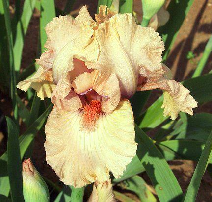 Photo of Intermediate Bearded Iris (Iris 'Pretty Princess') uploaded by Misawa77