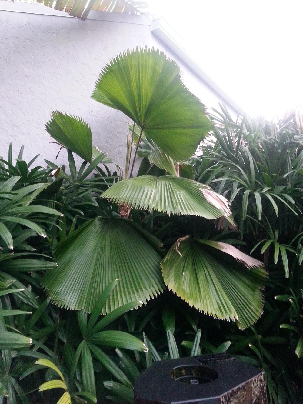 Photo of Ruffled Fan Palm (Licuala grandis) uploaded by karmatree