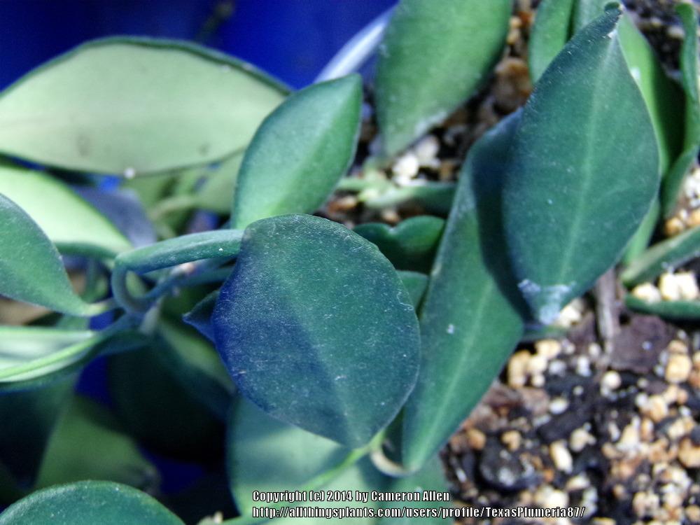 Photo of Wax Plant (Hoya 'DS-70') uploaded by TexasPlumeria87