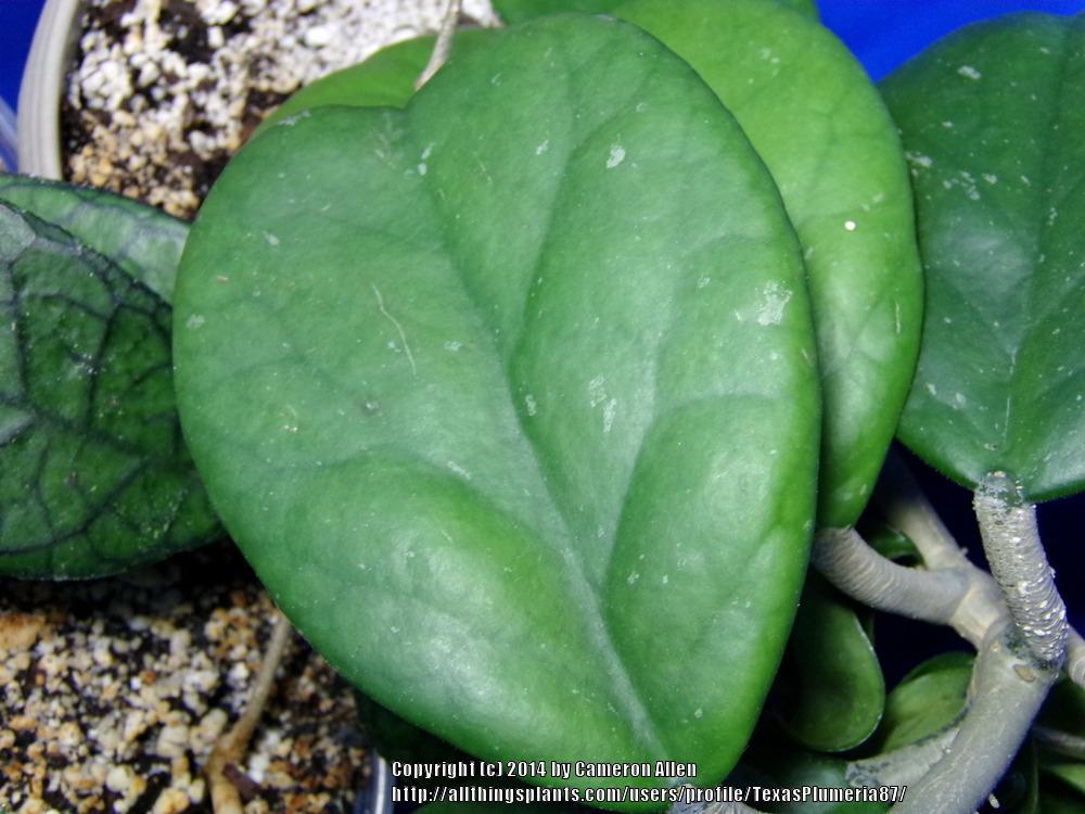 Photo of Sweetheart Hoya (Hoya kerrii) uploaded by TexasPlumeria87
