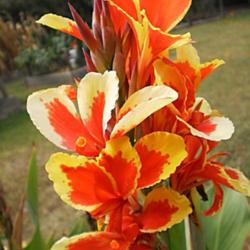 Location: Tenterfield NSW Australia
Date: 2014-01-16
C. 'fairy Queen' .. an 'average head' of bloom on one stem.