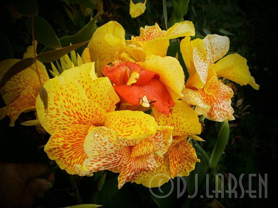 Photo of Canna Lily (Canna 'Yellow King Humbert') uploaded by FleudeLisCanna