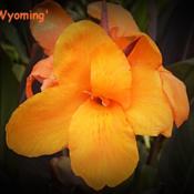 C. 'Wyoming' .. flower 