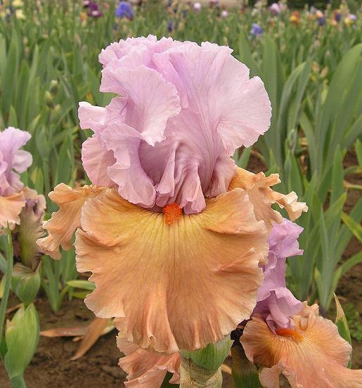 Photo of Tall Bearded Iris (Iris 'Adoree') uploaded by Misawa77