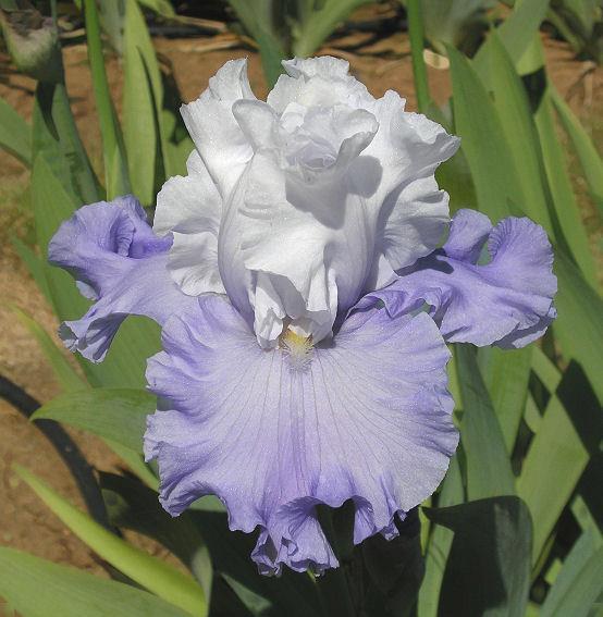 Photo of Tall Bearded Iris (Iris 'Island Breeze') uploaded by Misawa77