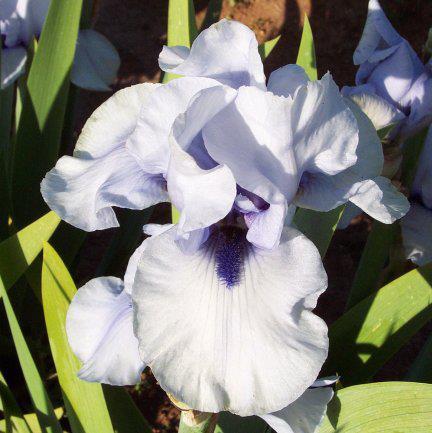 Photo of Border Bearded Iris (Iris 'Blackbeard') uploaded by Misawa77