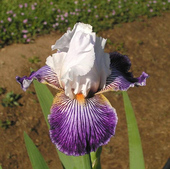 Photo of Border Bearded Iris (Iris 'Crow's Feet') uploaded by Misawa77