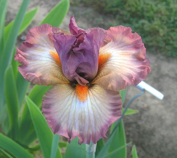 Photo of Border Bearded Iris (Iris 'Banded Rose') uploaded by Misawa77