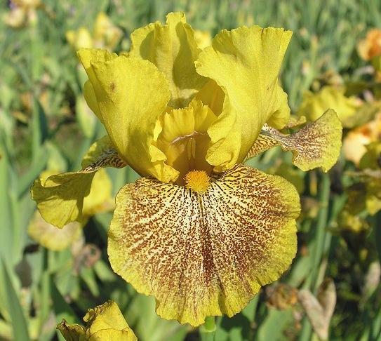 Photo of Border Bearded Iris (Iris 'Magic Quest') uploaded by Misawa77