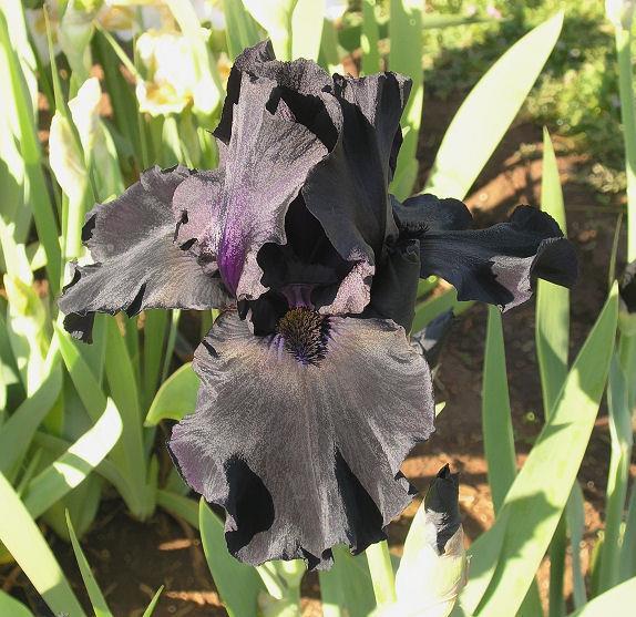 Photo of Border Bearded Iris (Iris 'Chimney Soot') uploaded by Misawa77