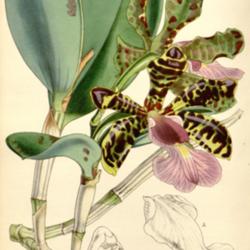 
Curtis's Botanical Magazine" vol. 84 (Ser. 3 no. 14) pl. 5039 Wal