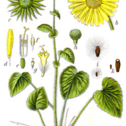 
Date: 2008-06-20
Figure from Deutschlands Flora in Abbildungen 1796 Johann Georg S