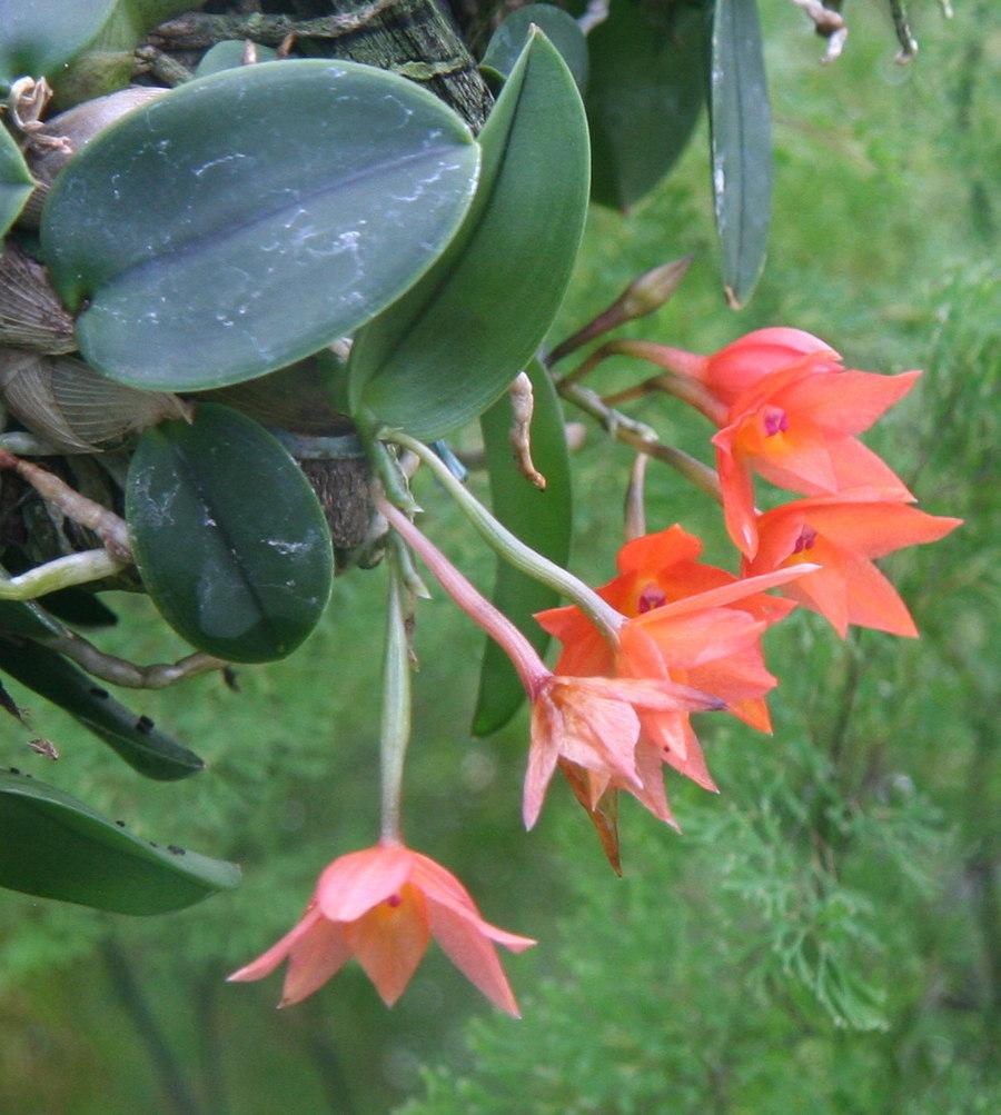 Photo of Orchid (Cattleya cernua) uploaded by admin