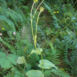 Location: Doronicum carpetanum, Sunbilla, Nafarroa
Date: 2012-06-15
Photo courtesy of: Xirkan