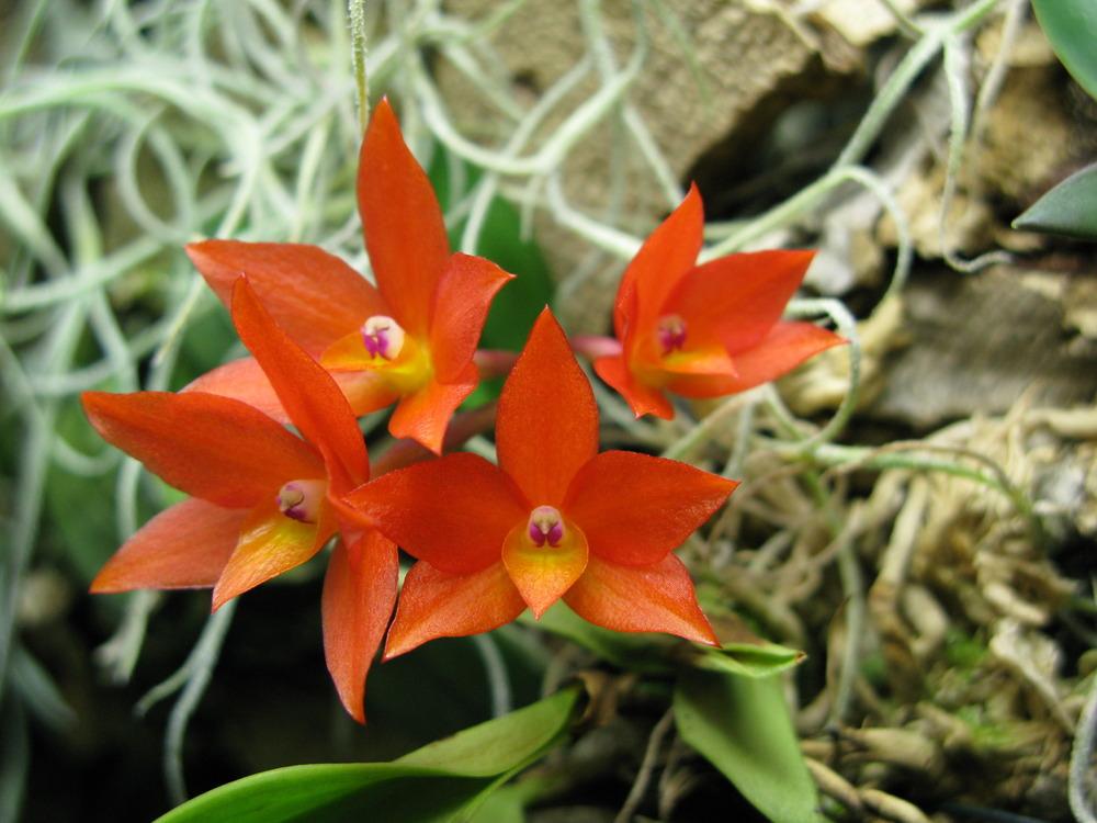 Photo of Orchid (Cattleya cernua) uploaded by admin