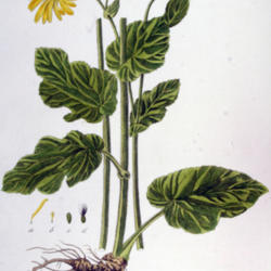 
Date: 2006-07-03
Flora Batava, Volume 7 (1830) Janus (Jan) Kops