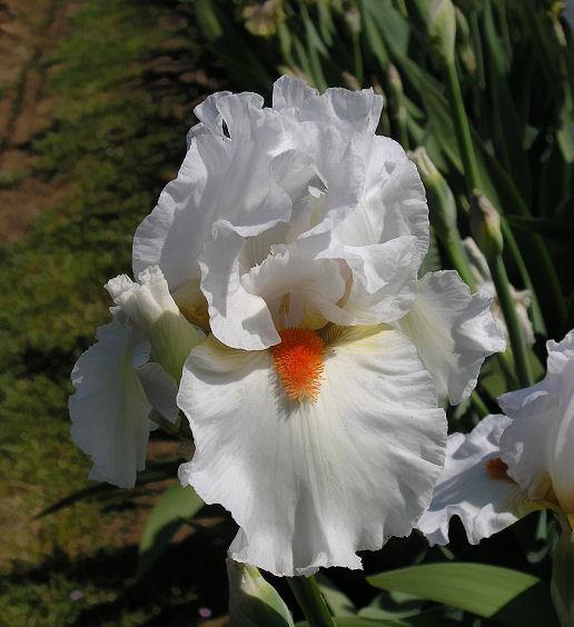Photo of Tall Bearded Iris (Iris 'White Hot') uploaded by Misawa77