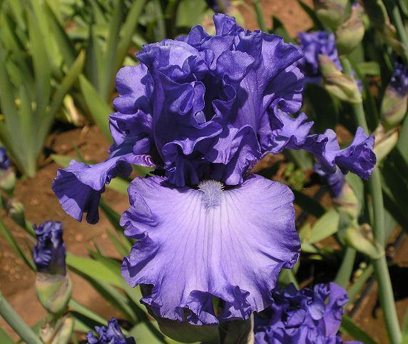 Photo of Tall Bearded Iris (Iris 'Sudden Impact') uploaded by Misawa77