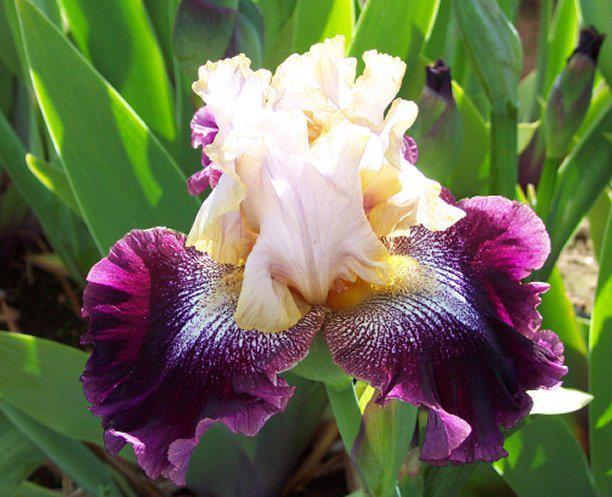Photo of Tall Bearded Iris (Iris 'True Spirit') uploaded by Misawa77
