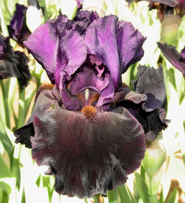 Photo of Tall Bearded Iris (Iris 'Storm Rider') uploaded by Misawa77