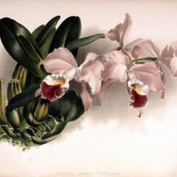 
Date: 2011-02-11
Frederick Sander (1847-1920): "Reichenbachia"