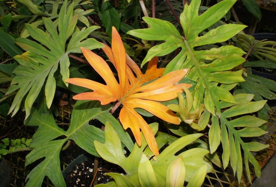 Photo of Philodendron mayoi uploaded by skylark