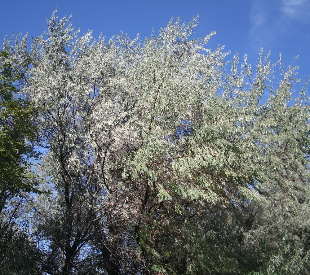 Photo of Russian Olive (Elaeagnus angustifolia) uploaded by KentPfeiffer