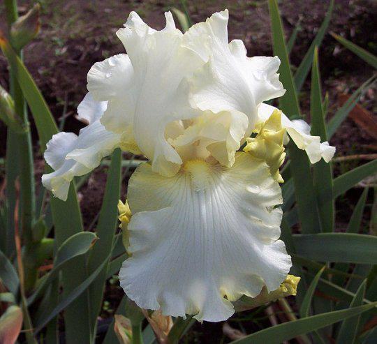 Photo of Tall Bearded Iris (Iris 'Sierra Mist') uploaded by Misawa77