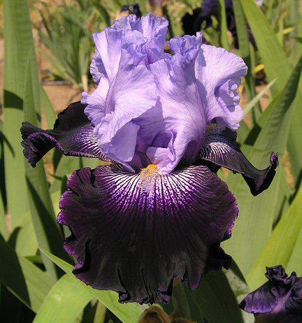 Photo of Tall Bearded Iris (Iris 'Visual Intrigue') uploaded by Misawa77