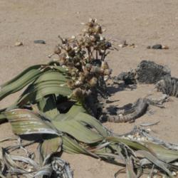 Location: Welwitschia mirabilis female (Namibia)
Date: 2014-12-28
Photo courtesy of: Zigomar