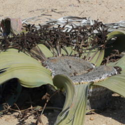 Location: Welwitschia mirabilis male (Namibia)
Date: 2008-08-10
Photo courtesy of: Zigomar