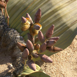 Location: Female cones of a female Welwitschia plant at Welwitschia Plains, Erongo Region, Namibia. The plants are dioecious, i.e. either male or female, and the winged seeds develop inside the female cones. This plant's cones are about ripe, and some of them are beginning to shed their seeds.
Date: 2007-07-25
Photo courtesy of: © Hans Hillewaert
