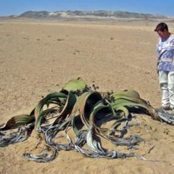 Location: Namibia. Plant (male) and human (female) for size comparison
Photo courtesy of: Thomas Schoch
