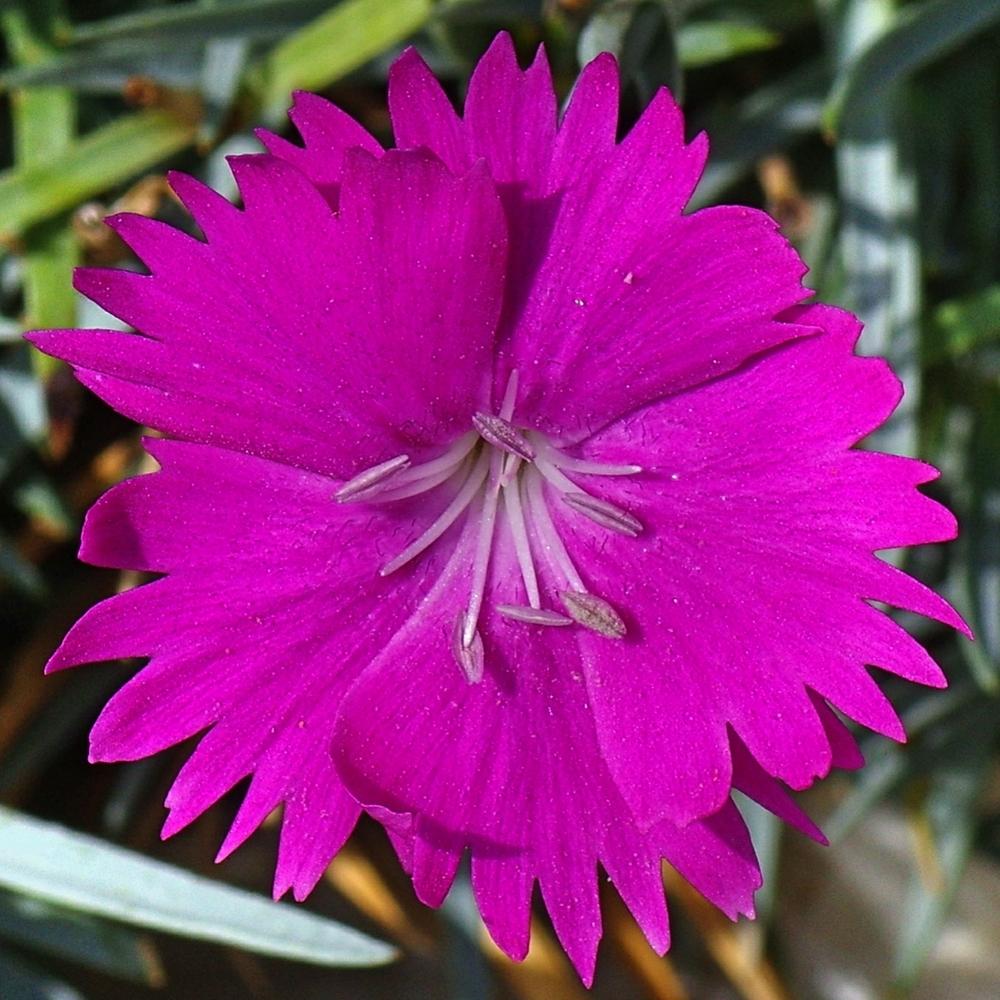 Photo of Cheddar Pink (Dianthus gratianopolitanus 'Feuerhexe') uploaded by dirtdorphins