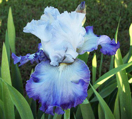 Photo of Tall Bearded Iris (Iris 'Heartstring Strummer') uploaded by Misawa77
