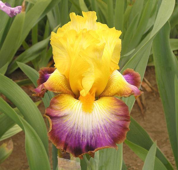 Photo of Tall Bearded Iris (Iris 'Rainbow High') uploaded by Misawa77