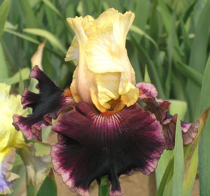 Photo of Tall Bearded Iris (Iris 'Raspberry Swirl') uploaded by Misawa77