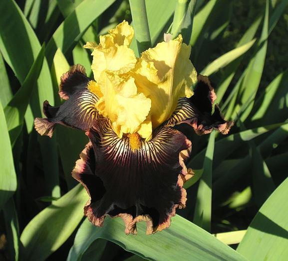 Photo of Tall Bearded Iris (Iris 'Indulgence') uploaded by Misawa77