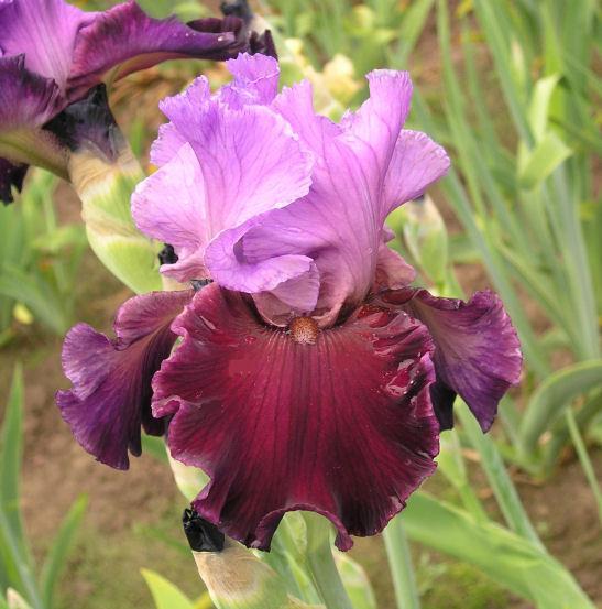 Photo of Tall Bearded Iris (Iris 'Italian Velvet') uploaded by Misawa77