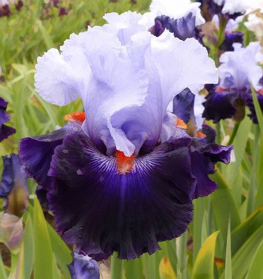 Photo of Tall Bearded Iris (Iris 'Honourable Lord') uploaded by Misawa77
