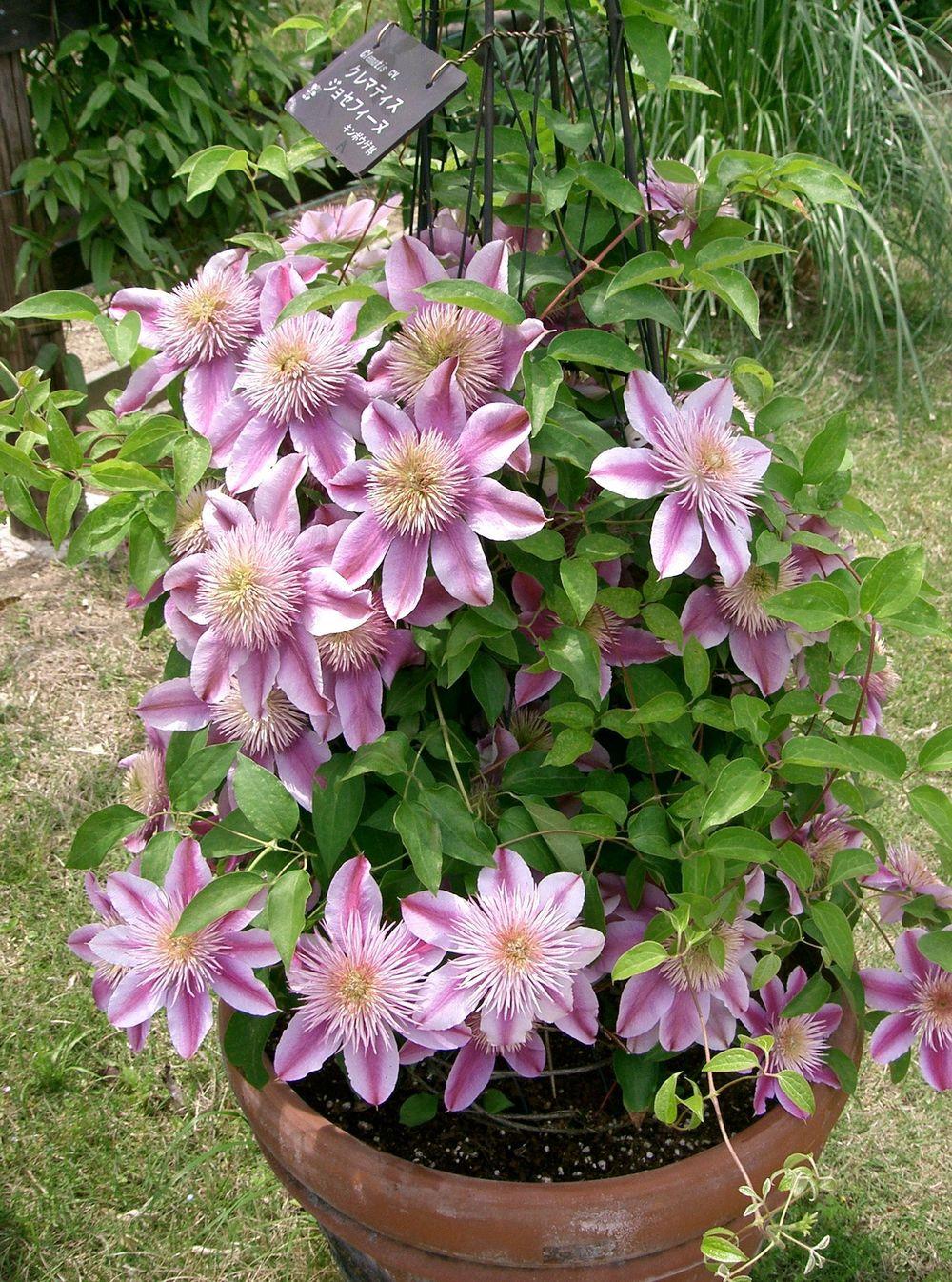 Photo of Clematis Josephine™ uploaded by admin